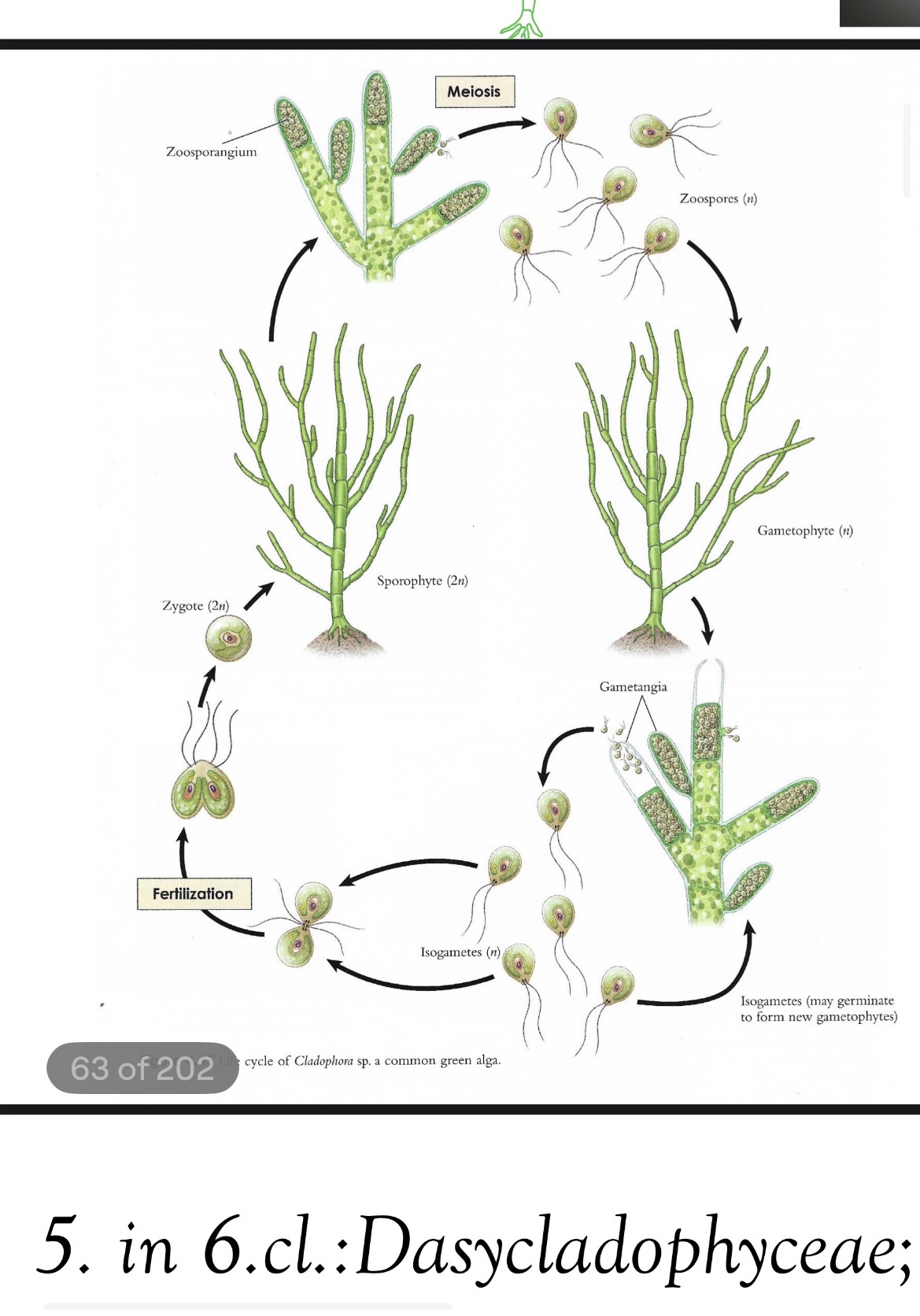 <p>Deblo : zelene alge - chlorophyta</p><p>Razred cladophoropyceae</p><p>Rod cladophora</p>