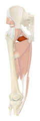 <p>laterally rotates femur at hip joint</p>