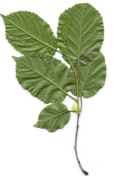 <p>Prunus avium - češnja</p><p>Rosaceae - rožnice </p>