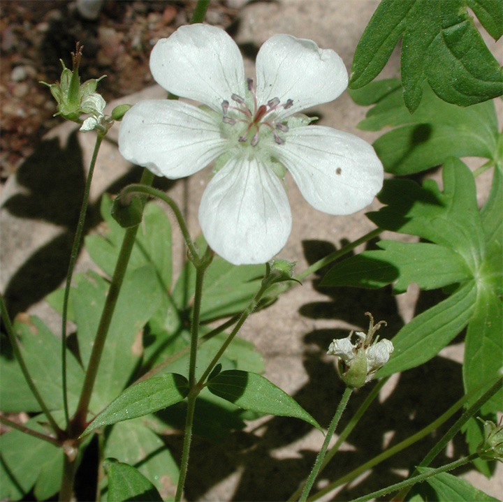 <p>Richardson’s geranium </p><p>Geraniaceae </p><p>palmate lobed and veined leaves, unfused, flat petals, many stamens, elongated styles when fruiting- makes beak </p><p>roots are astringent </p><p></p>