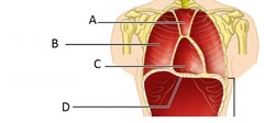 <p>The cavity located between the upper portion of the lungs</p>