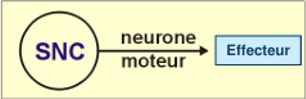 <p>B2 : Neurone moteur (motoneurone) : conduit la commande motrice du cortex à la moelle épinière ou de la moelle aux muscles, neurone long (—> principalement bipolaire)</p>