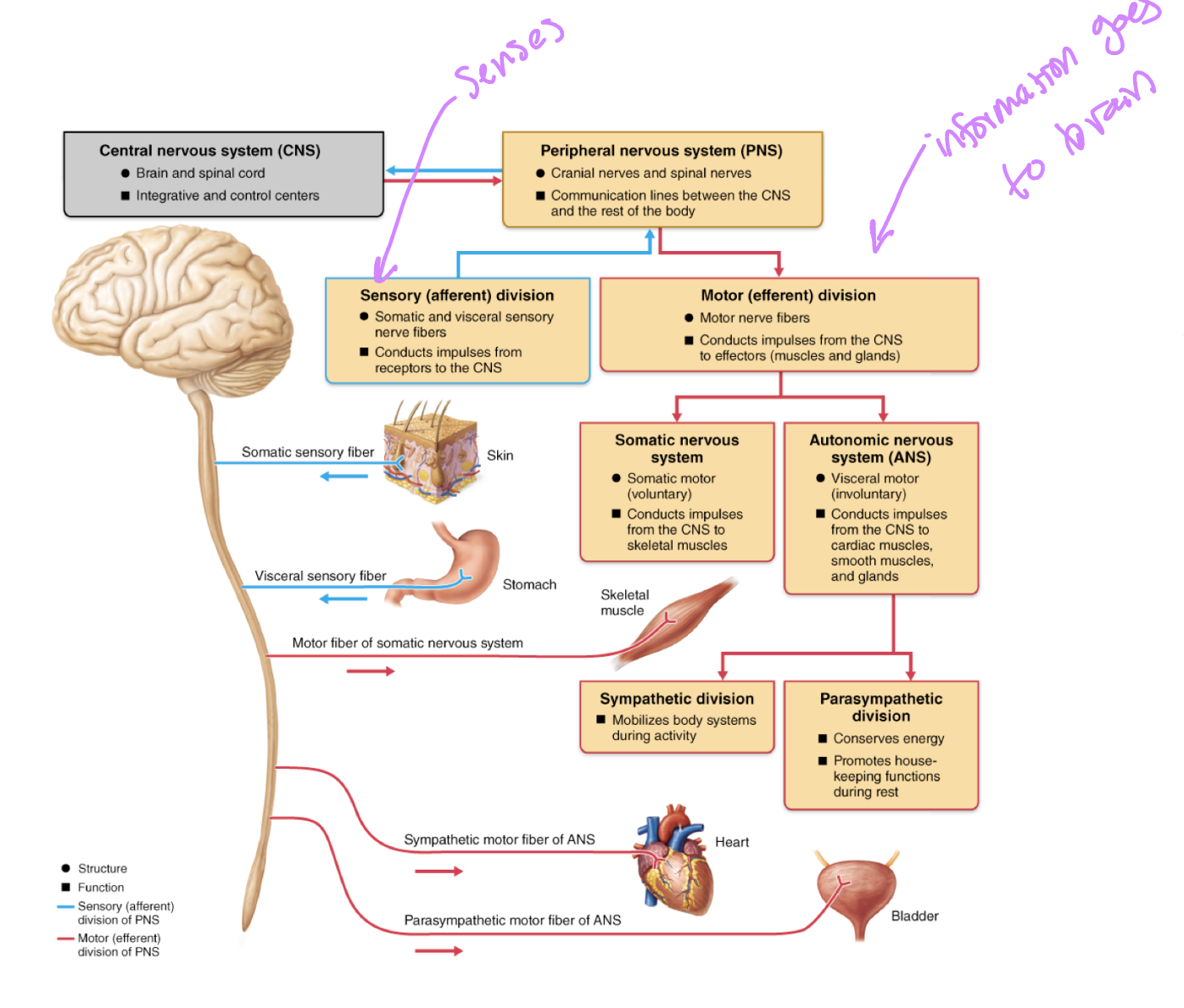 <ol><li><p><strong>top level of division:</strong> <br><strong>- Central Nervous System (CNS)</strong><br> - Structure: consists of the brain and spinal cord<br> - Function: acts as the integrative and control center of the body<br><strong>- Peripheral Nervous System (PNS)</strong><br> - Structure: consists of cranial nerves (12) and spinal nerves (32)<br> - Function: acts as the communication lines linking all parts of the body to the CNS</p></li><li><p><strong>Functional divisions of the PNS</strong><br>- <strong>Sensory (Afferent) Division</strong><br> - Structure: comprises somatic (superficial) AND visceral (deep) sensory nerve fibers <br> - Function: Conducts electrical impulses from sensory receptors located throughout the body to the CNS<br> - information gathered by sensory receptors (like your skin and stomach) travel inward TOWARD the central processing units (spinal cord and brain) so the body can perceive and process what is happening in or around it<br> - Sub-pathways that originate here: <br> - somatic sensory fibers: carry incoming sensory information from external receptors in the skin<br> - visceral sensory fibers: carry incoming sensory information from internal organs (stomach)<br>- <strong>Motor (Efferent) Division</strong><br> - Structure: compromises motor nerve fibers<br> - Function: conducts outgoing impulses away from the CNS to effectors, which are muscles and glands<br> - This division further branches into two distinct systems based on the type of effector controlled:</p></li><li><p><strong>Subdivisions of the motor division:</strong><br>A. Somatic Nervous system<br> - control type: somatic motor (voluntary control)<br> - function: conducts motor impulses from the CNS to the skeletal muscles<br>B. Autonomic nervous system (ANS)<br> - control type: visceral motor (involuntary control)<br> - function: conducts motor impulses from the CNS to cardiac muscle, smooth muscles, and glands<br> <strong>- ANS splits further:</strong><br> - sympathetic division: mobilizes body systems during activity (flight or fight), sends sympathetic motor fibers of the ANS to visceral effectors like the heart (increases activity) and the bladder <br> - parasympathetic division: conserves energy and promotes “housekeeping” functions during rest (rest and digest), sends parasympathetic motor fibers of the ANS to regulate organs like the heart (decreases activity) and bladder</p></li></ol><p></p>