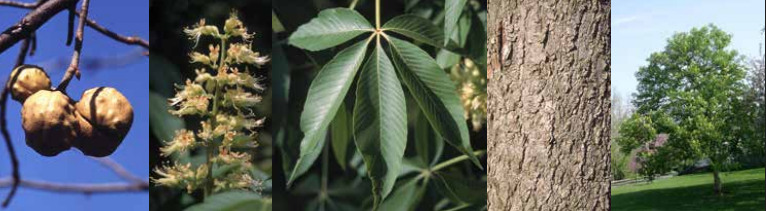 <p>Identify this tree: </p>