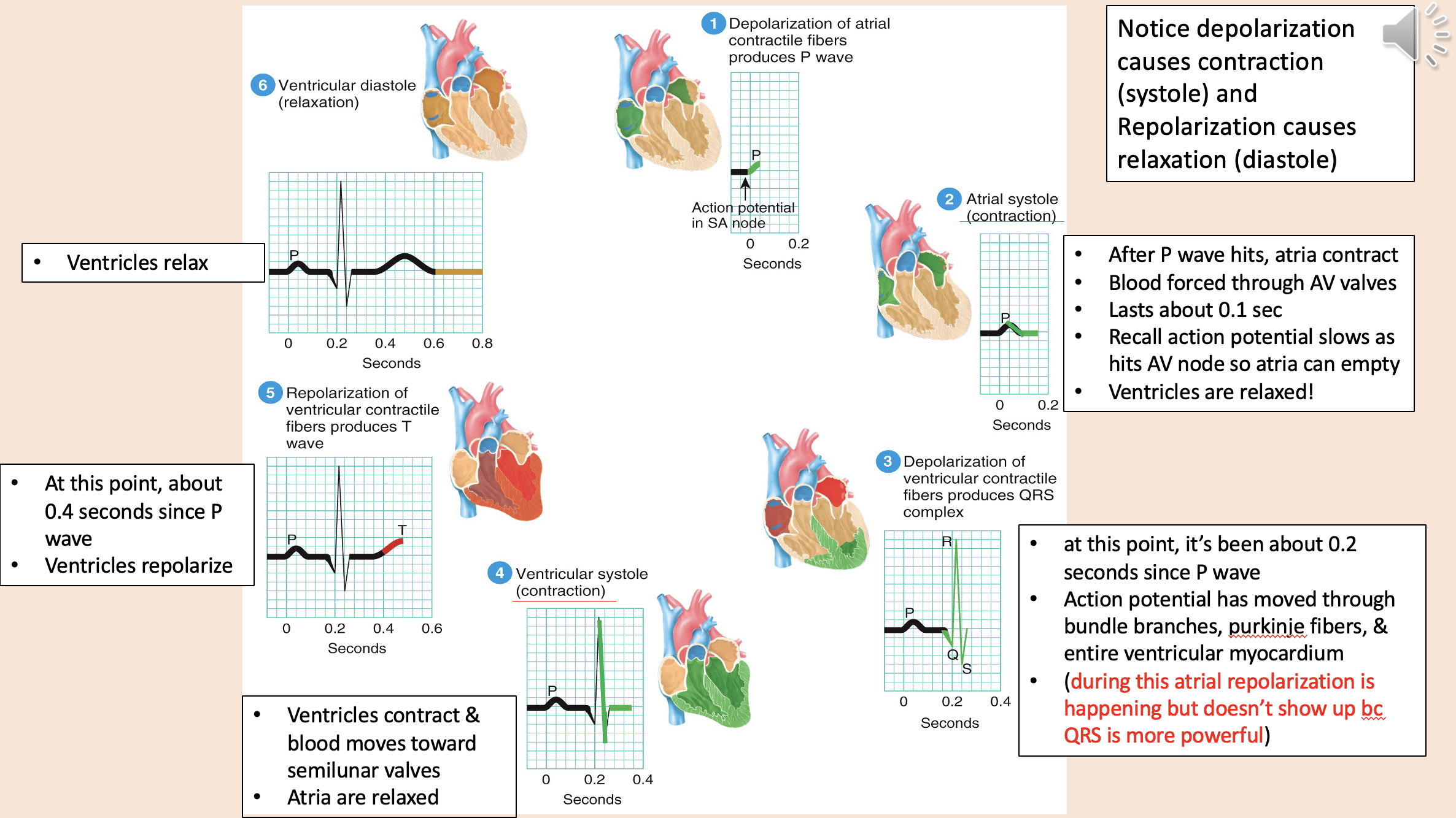 <p>depolarization of atria</p><p>atrial systole</p><p>depolarization of ventricular</p><p>ventricular systole </p><p>depolarization of ventricular </p><p>ventricular diastole </p>