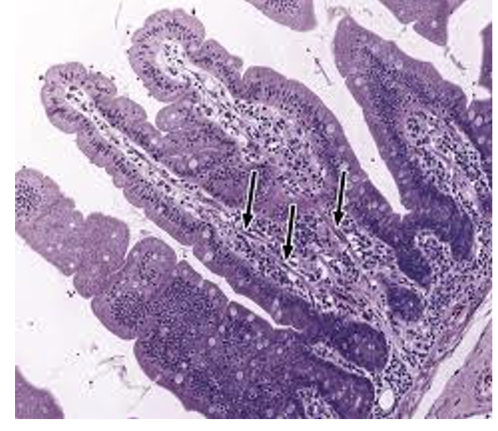 <p>what is this </p>