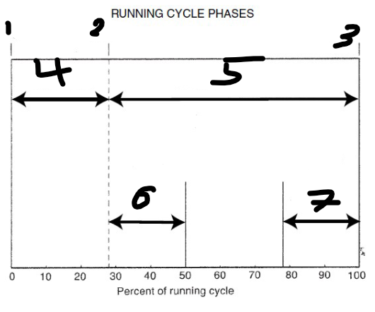 <p>Running gait (fill in the blanks)</p>