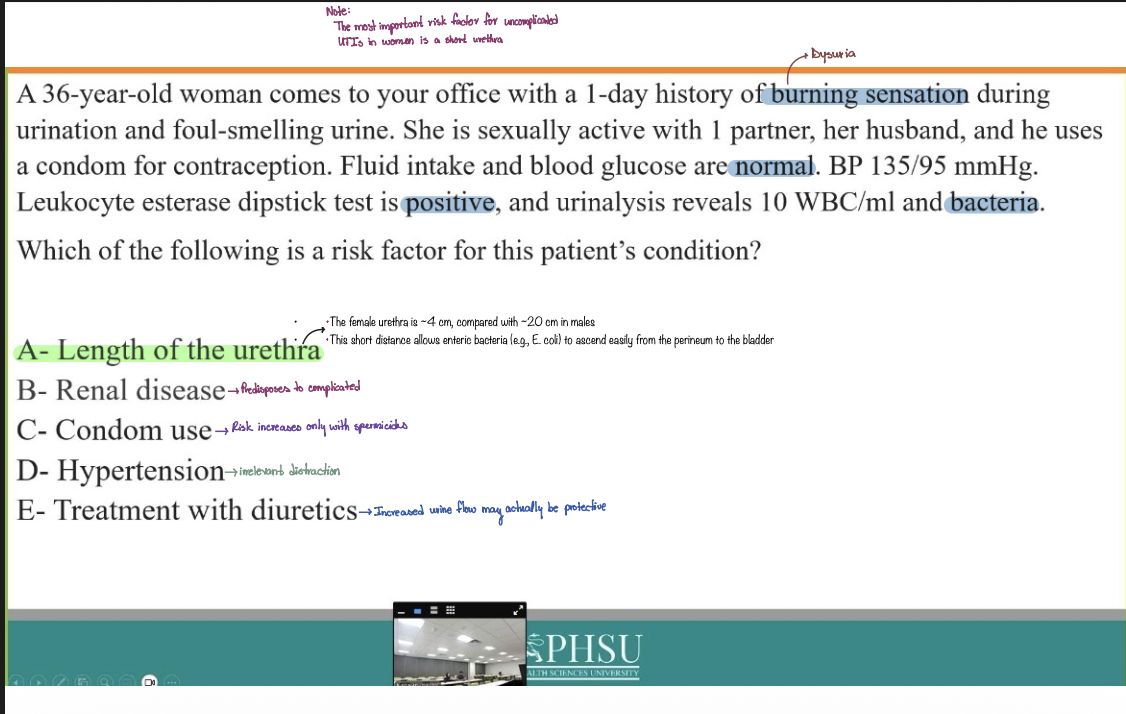 <p>A- Length of the urethra</p>