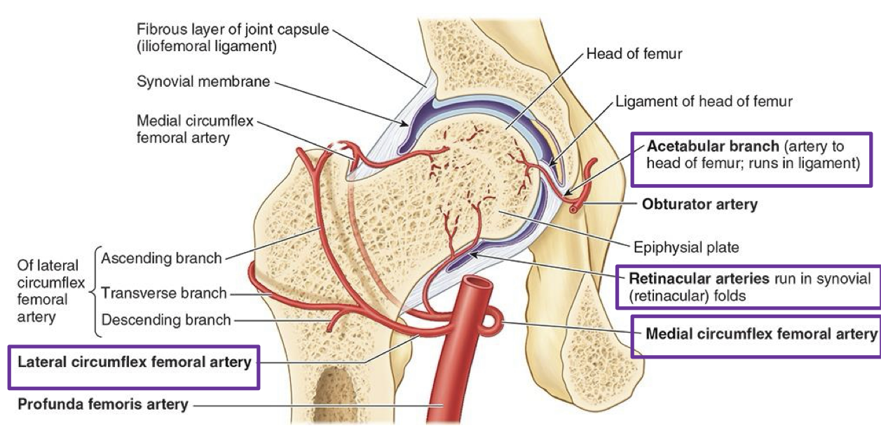 <ul><li><p>&nbsp;medial circumflex femoral a → hip joint prominent blood supply</p><ul><li><p>ascending branch</p></li><li><p>transverse branch</p><ul><li><p>retinacular a. </p></li></ul></li></ul></li><li><p>lateral circumflex femoral a → anastomosis a.</p><ul><li><p>ascending branch</p><ul><li><p>travels up to gluteal region</p><ul><li><p>anastomosis with gluteal arteries</p></li><li><p>connects external and internal iliacs</p></li></ul></li></ul></li><li><p>transverse branch</p><ul><li><p>wraps around femur</p><ul><li><p>anastomosis with medial circumflex femoral a. before it dives into joint capsule</p></li></ul></li></ul></li><li><p>descending branch</p><ul><li><p>runs to knee</p><ul><li><p>anastomosis with superior lateral genicular a.</p></li></ul></li></ul></li></ul></li></ul><p></p>