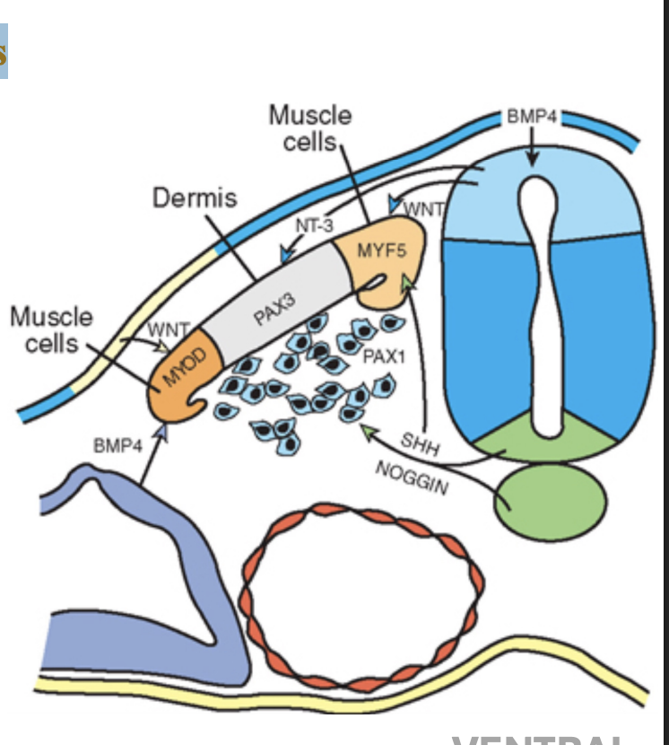 <p>SHH (notochord and floor plate) and WNTs (dorsal neural tube and overlying ectoderm) </p>