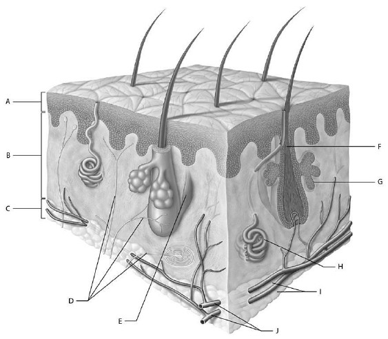 <p>Match the following information with the skin image.</p><p>Letters may be used more than once or not at all.</p><p>Avascular skin layer</p>
