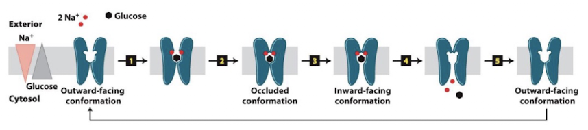 <p>Steps of a Na+ - glucose symporter</p>