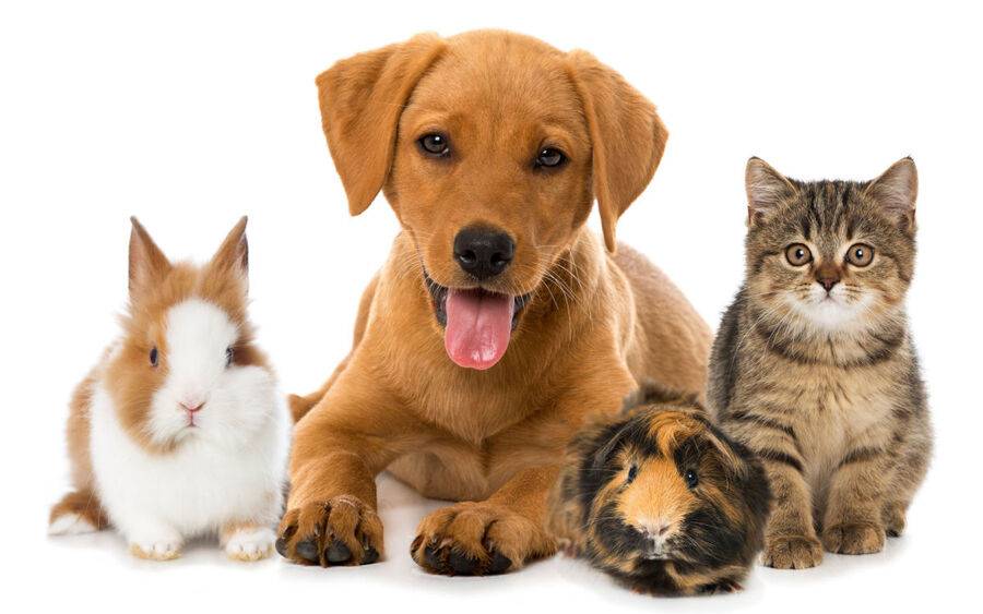 <p>A domestic animal kept for companionship or pleasure.</p>