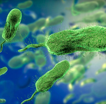 <ul><li><p>gram negative</p></li><li><p>motile</p></li><li><p>rod, bacillus</p></li><li><p>present in marine environments</p></li><li><p>LPS (Lipopolysaccharides) — endotoxin, multiple exotoxins that cause the diseases</p></li><li><p>3 types of infection:</p><ul><li><p>gastroenteritis (oysters)</p></li><li><p>severe wound infections (swimming in contaminated water)</p></li><li><p>sepsis (bloodstream; oysters/shellfish)</p></li></ul></li></ul><p></p>