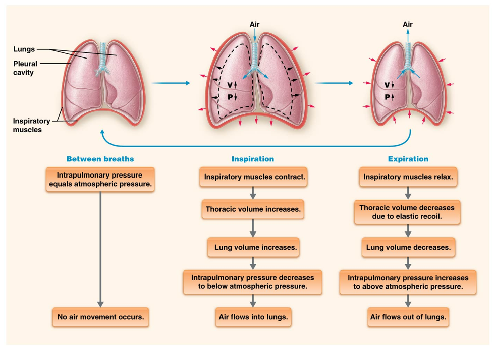 <p>Provides the driving force for pulmonary ventilation.</p>