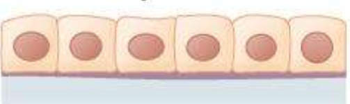 <p>What type of tissue is this?</p>