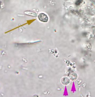 <p>DH - Calves</p><ul><li><p>Canine, feline, bovine, ovine, swine, avians, guinea pigs, snakes and mice - these are not as common</p></li></ul><p></p>