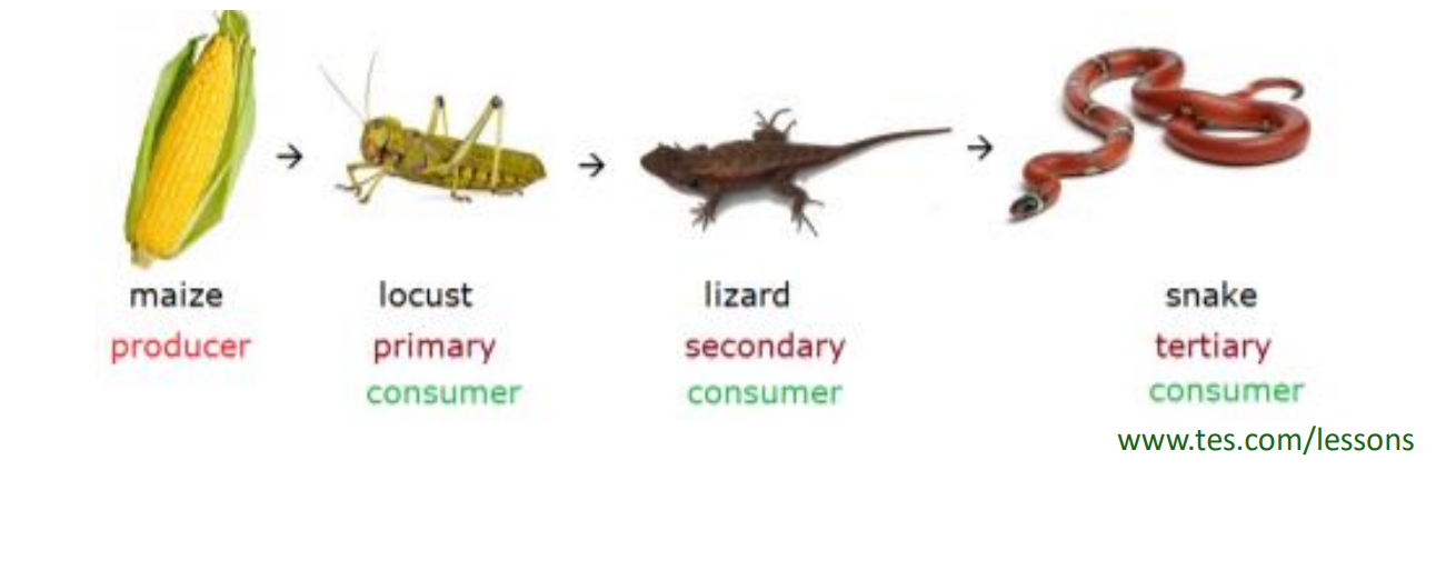<p>no!!!! Linear transference of matter and energy from a trophic level to the next one(s) with no other trophic interactions.</p><ul><li><p>wood webs are more realistic for how complex they can be!!</p></li></ul><p></p>