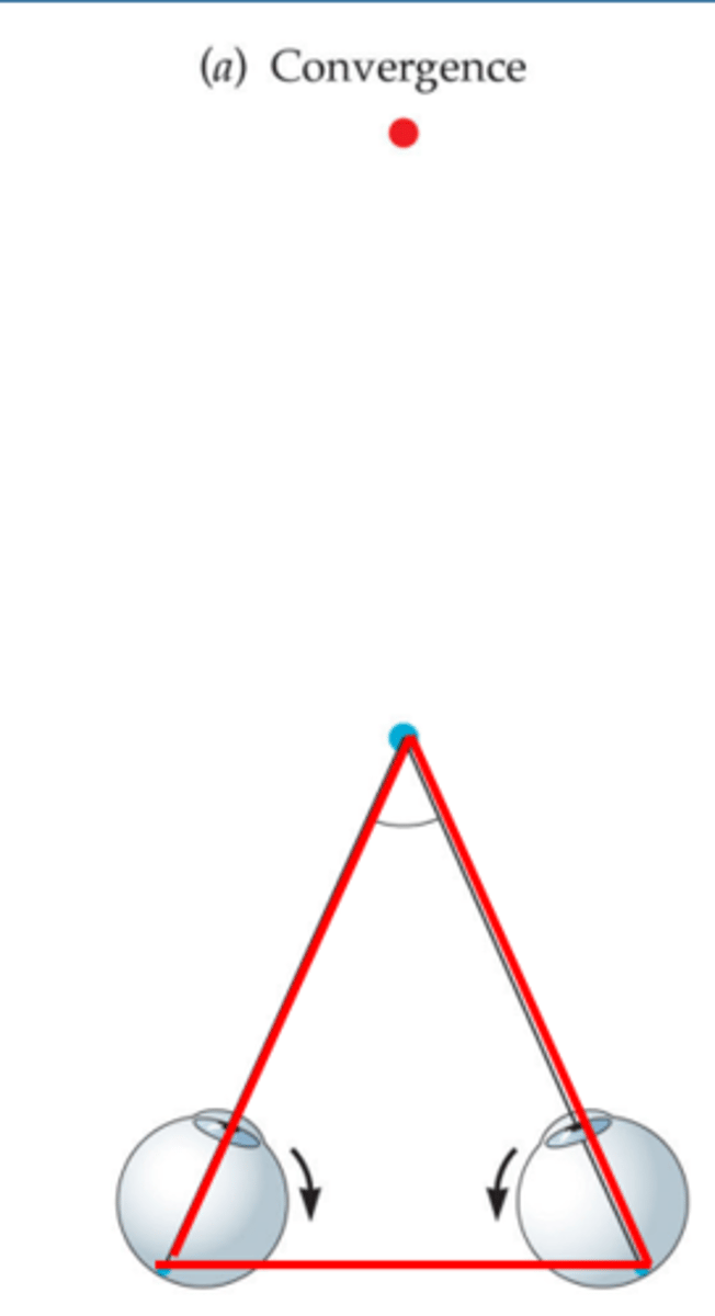 <p>Ability of the two eyes to turn inward; reduces the disparity of a feature to (near zero). (binocular but not stereo)</p>