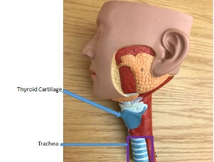 <p>trachea, thyroid cartilage</p>