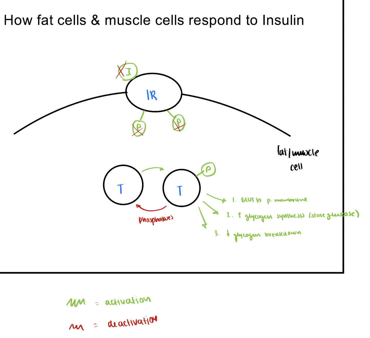 <ol><li><p>insulin is released via regulated exocytosis </p><img src="https://assets.knowt.com/user-attachments/c724dfc7-e466-4f0e-9579-6977a0e524a1.png" data-width="25%" data-align="center"></li><li><p>insulin binds to insulin receptors<em> (homodimers)</em> on fat/muscle cells</p></li><li><p>insulin receptors phosphorylate itself → results in phosphorylation of target proteins → activated </p></li></ol><p></p><p></p><p>active target protein: responses </p><ol><li><p>GLUT to plasma membrane</p></li><li><p>increased glycogen synthesis (store glucose)</p></li><li><p>decreased glycogen breakdown </p></li></ol><p></p>