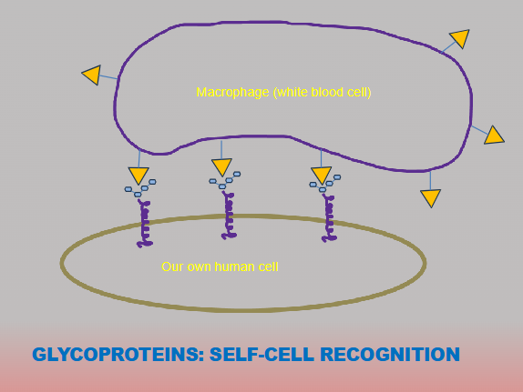 <p>An organism's ability—primarily through its immune system and cell membranes—to distinguish its own healthy body cells ("self") from foreign cells or molecules ("non-self")</p><ul><li><p>Surface Molecules (Markers): Body cells display specific identifying molecules on their outer plasma membranes, often consisting of glycoproteins and glycolipids</p></li><li><p>No receptor, no recognition</p></li><li><p>Glycoproteins: self-cell recognition</p></li><li><p>An <strong>autoimmune disease</strong> occurs when this recognition fails. The immune system mistakenly identifies self-antigens as foreign, triggering an adaptive immune response that attacks healthy tissues.</p></li></ul><p></p>
