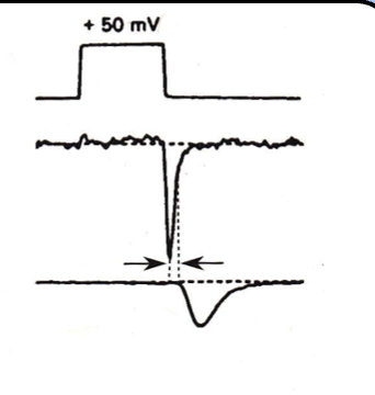 <p>only the ‘off-response’ is observed- the massive influx in inward current</p>