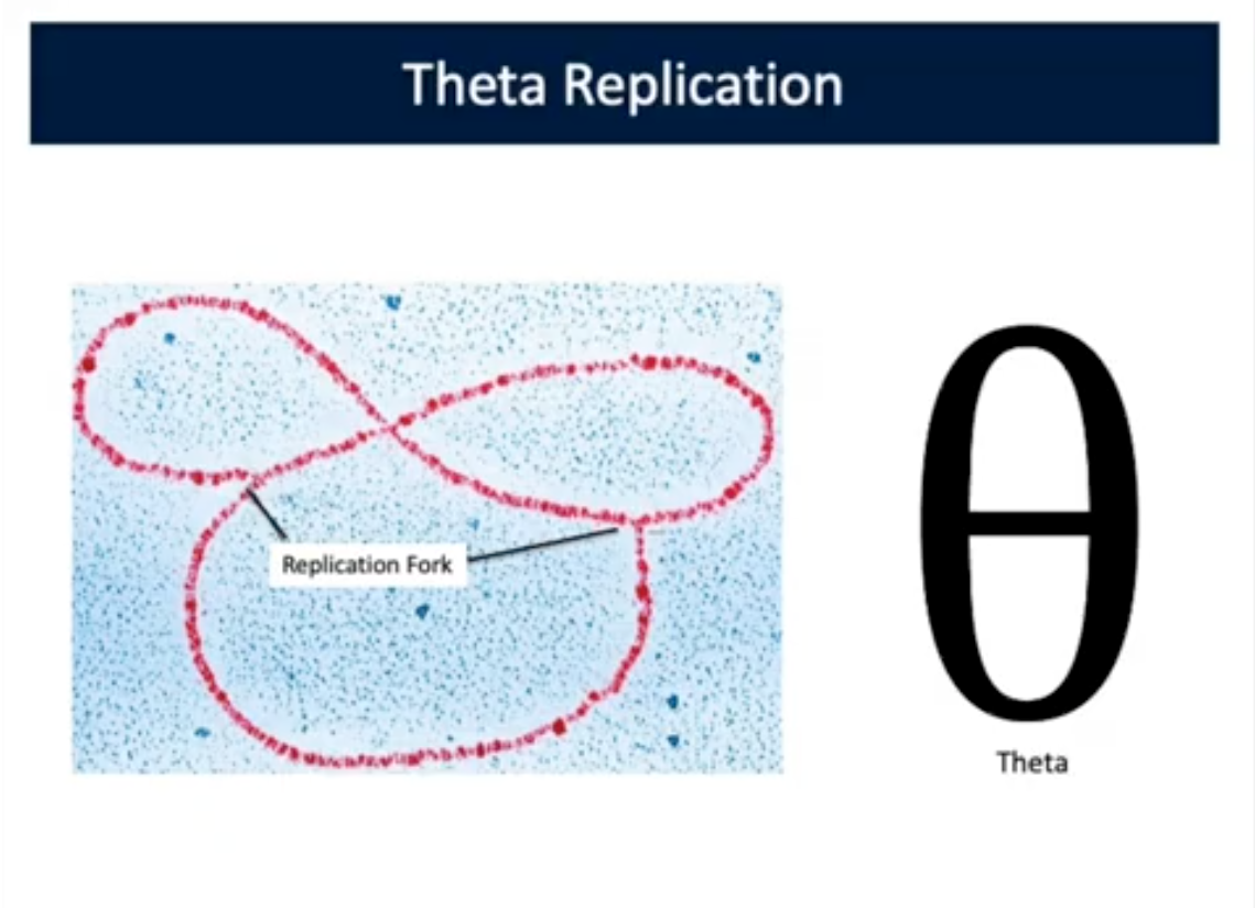 <ul><li><p><span style="background-color: transparent;"><strong>DNA makes DNA; DNA is copied; Make sure cell has all of the functions needed to survive</strong></span></p></li></ul><p>Starts at Origin of Replication (Ori)</p><p>Proceeds in both directions around chromosomes</p><p>1000 bp/second</p><p>New round starts before whole chromosome replicated</p><p>Theta Replication</p><p>Takes place in Cytoplasm (Nucleoid Region)</p>