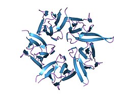 <p>Targeting sequences allowing for nuclear transport through the nuclear pore </p><ul><li><p>Xenopus oocyte (frog egg) = LARGE CELLS (1 mm) </p></li><li><p>Inject substances into nucleus/cytoplasm → see Δ compartments </p></li><li><p>Protein = nucleoplasmin = pentameric nuclear protein</p></li></ul><p></p>
