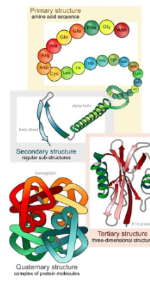<ul><li><p><strong>Primary:</strong> amino acid sequence</p></li><li><p><strong>Secondary:</strong> local folding (α-helices &amp; β-sheets)</p></li><li><p><strong>Tertiary:</strong> overall <strong>3D shape</strong> of one polypeptide</p></li></ul><p></p>