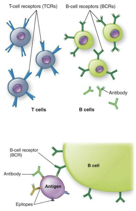 <ul><li><p>Vaccines confer protection by <strong><em>initiating immune memory.</em></strong></p><ul><li><p>Specialized T and B cells that are produced post- stimulation</p></li><li><p>T and B cells possess immune receptors that bind to antigen</p></li><li><p>Antibody is the secreted form of the B-cell receptors</p></li></ul></li><li><p>The ideal vaccine generates a high level of immune memory without serious side effects.</p></li><li><p>Different types of vaccines include</p><ul><li><p>[1] <strong>Attenuated</strong></p></li><li><p>[2] <strong>Inactivated</strong></p></li><li><p>[3] <strong>Subunit</strong></p></li><li><p>[4] <strong>Nucleic Acid (DNA or mRNA)</strong></p></li></ul></li></ul><p></p>