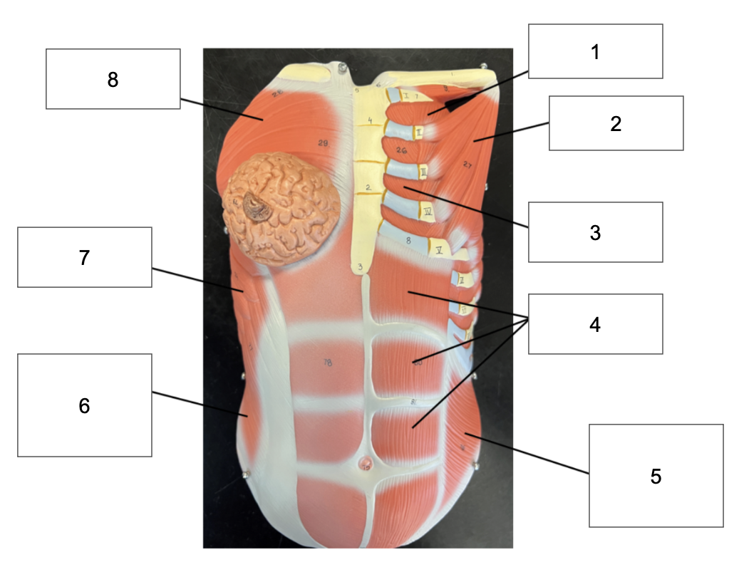 <p>identify number 3</p>