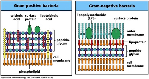<p>-The cell envelope refers to the layers</p><p>surrounding a cells</p><p></p><p>Bacteria:</p><p>-Plasma membrane</p><p>-Cell wall composed of peptidoglycan</p><p>-A capsule or slime layer composed of carbohydrates</p><p></p><p>Archaea:</p><p>-Plasma membrane</p><p>-May or may not have a cell wall composed of pseudomurin</p><p>-Commonly have a protein S-layer </p>