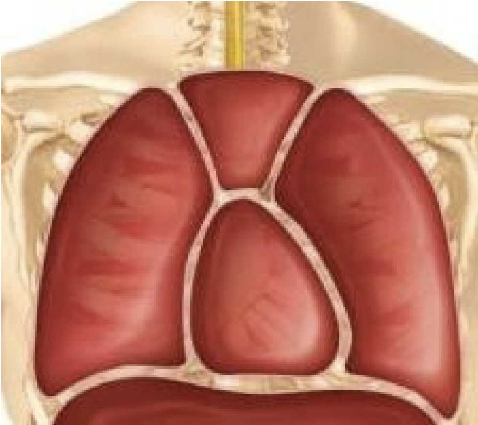 <p>Thoracic Cavity Subdivisions</p>