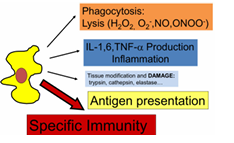 <p><strong>FAGOCITOSIS</strong></p><ol><li><p>Es la primera función esencial</p></li><li><p>El macrófago engloba la bacteria → fagosoma </p></li><li><p>El fagosoma se fusiona con un lisosoma → fagolisosoma</p></li><li><p>El fagolisosoma contiene:</p><ul><li><p>Enzimas digestivas</p></li><li><p>Radicales libres (muy tóxicos)</p></li></ul></li></ol><ul><li><p>Los radicales libres oxidan proteínas, las vuelven no funcionales y causan la muerte de la bacteria</p></li></ul><p><strong>PAPEL EN LA INFLAMACIÓN</strong></p><ul><li><p>Los macrófagos también participan en la <strong>inflamación</strong>:</p><ul><li><p>Liberan <strong>interleucinas proinflamatorias</strong></p></li><li><p>Liberan <strong>TNF</strong>, que puede inducir <strong>fiebre</strong> actuando sobre el hipotálamo</p></li></ul></li><li><p>Esta inflamación suele estar <strong>precedida por el complemento</strong>, que atrae a los macrófagos.</p></li><li><p>Una vez llegan, los macrófagos <strong>aumentan la inflamación</strong> mediante interleucinas.</p></li></ul><ul><li><p>El aumento de temperatura <strong>no es perjudicial</strong>: puede limitar el crecimiento bacteriano.</p></li><li><p>Sin embargo, esta activación también puede causar <strong>daño tisular</strong>, porque los macrófagos liberan <strong>proteasas</strong> que transforman el tejido en <strong>tejido fibroso</strong>, más difícil de atravesar por la infección</p></li></ul><p><strong>PRESENTACIÓN ANTIGÉNICA</strong></p><ul><li><p>Finalmente, los macrófagos también realizan <strong>presentación antigénica</strong>:</p><ul><li><p>Tras fagocitar un patógeno, procesan sus antígenos</p></li><li><p>Los exponen en su superficie</p></li><li><p>Otras células del sistema inmune pueden reconocerlos</p></li></ul></li><li><p>Esto convierte a los macrófagos en un <strong>puente entre inmunidad innata y adaptativa</strong>:</p><ul><li><p>Son parte de la respuesta <strong>inespecífica</strong></p></li><li><p>Pero activan a células como los <strong>linfocitos T</strong>, esenciales en la inmunidad adaptativa</p></li></ul></li></ul><p></p>