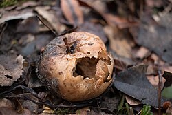 decomposition