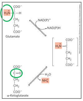 <p>what is the mechanism off oxidative deamination </p>