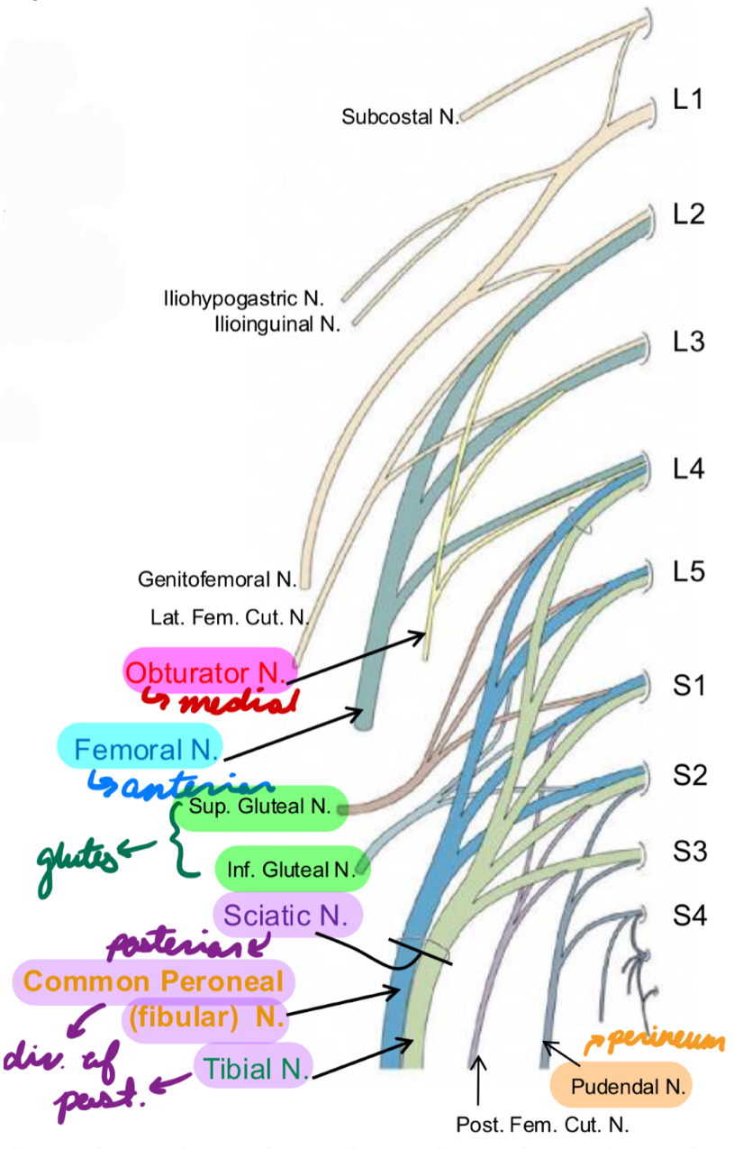 <p>L4-S3</p><p>Gluteal Nerves: Superior (L4-S1) + Inferior (L5-S2)</p><ul><li><p>Gluteal region</p></li></ul><p>Sciatic Nerve: L4-S3 (tibial + common peroneal (fibular) divisions)</p><ul><li><p>Posterior compartment</p></li></ul><p>Pudendal Nerve: S2-S4</p><ul><li><p>Perineum + hip</p></li></ul><p></p>