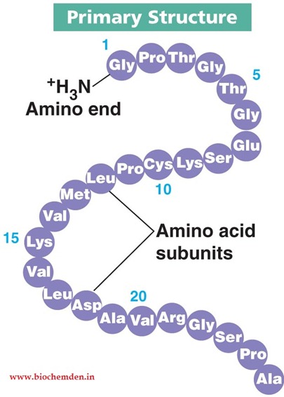 <p>The linear sequence of amino acids in a protein, which determines its unique characteristics and function.</p>