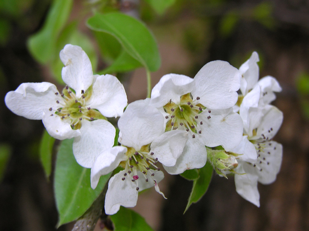 <p>malus domestica</p>