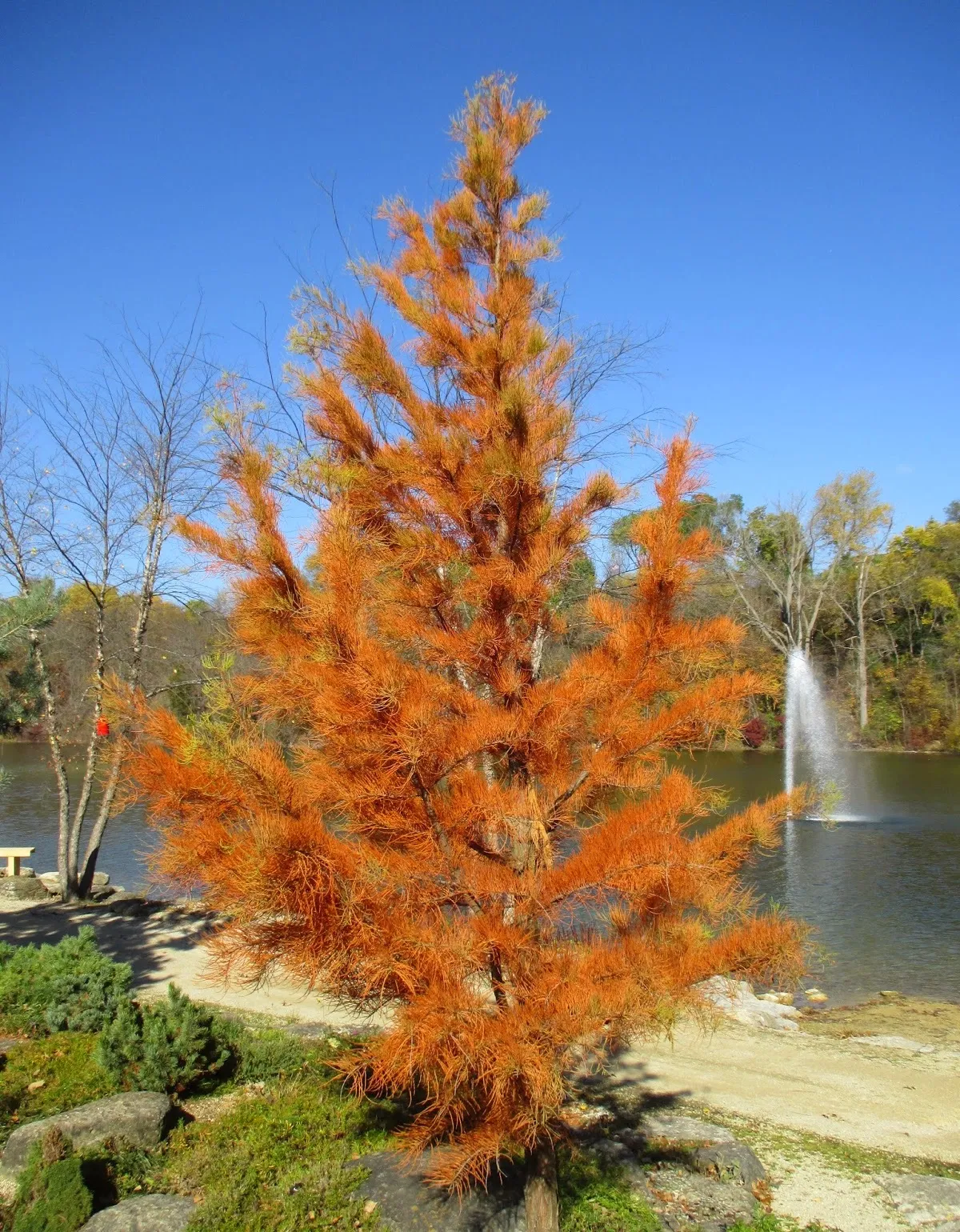 <p>Cupressaceae, Taxodium ascendens, leaves ascending, flaky fark, very small green fruit in bunches</p>
