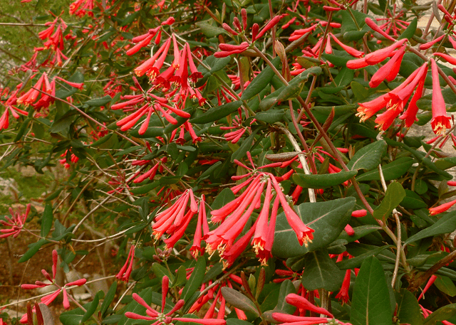 <p>Lonicera sempervirens</p><p>Native. Woody Vine. Opposite leaves. Twining stems. Long tubular trumpet flowers cluster at end of stems. Less fragrant. less common. Red to coral orange NOT yellow/white. Small red berries may develop. nectar source hummingbirds. Does not have milky sap inside. </p>