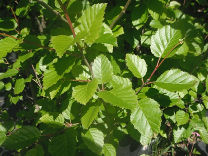 <ul><li><p>Shrubby thicket-forming plant</p></li><li><p>Rounded serrated leaves</p></li><li><p>Long dangling catkins in spring</p></li><li><p>Woody cone-like seed structures</p></li><li><p>Disturbed slopes & wet forest edges</p></li><li><p>Common in Homer uplands</p></li></ul><p></p>