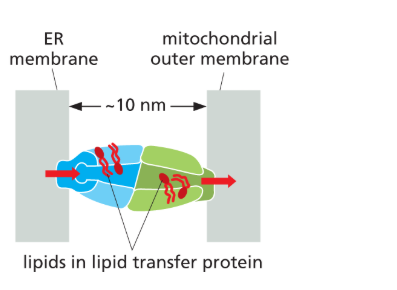 <p><u>can be delivered either by:</u></p><ul><li><p>vesicles<strong> (mainly within the endomembrane system like Golgi, lysosomes, plasma membrane)</strong> '</p></li><li><p>by lipid-transfer proteins at membrane contact sites<strong> (especially for mitochondria and some other non-vesicular pathways)</strong>.</p></li></ul><p></p><p>remember lipids r made by smooth ER!</p>