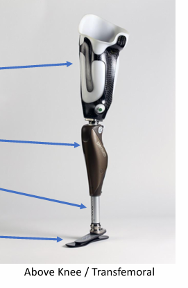 <p>What are the parts of the lower limb prosthetics</p>