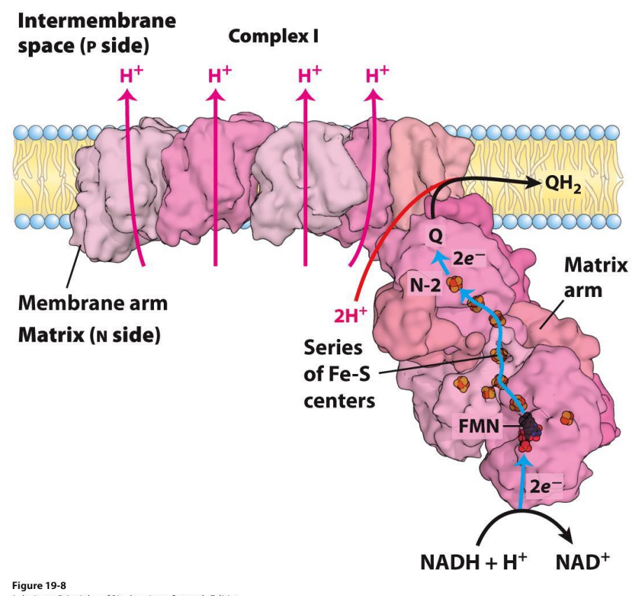 <p>Electron Transport Chain — Complex I</p>