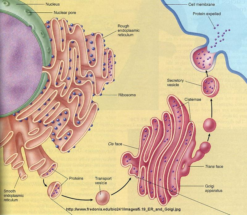 <p>How do ribosomes, the smooth endoplasmic reticulum, and the Golgi apparatus work together? (3)</p>