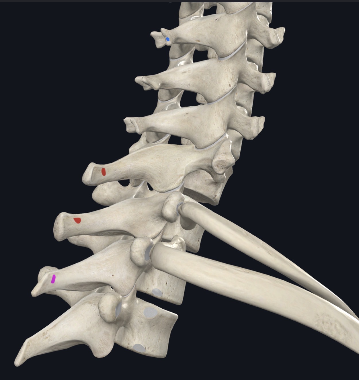 <p>Lower part of ligamentum nuchae, SPs C7-T2</p>