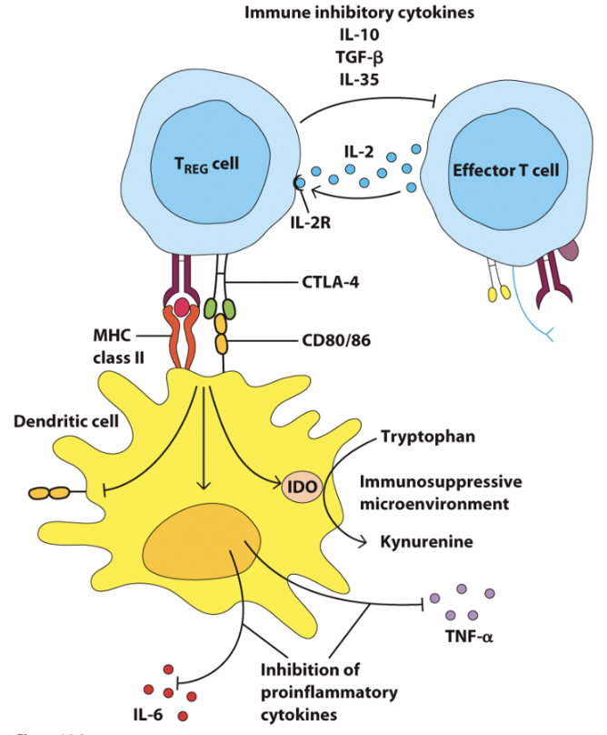 <ul><li><p>Tregs constitutively express the high-affinity _, allowing them to consume local IL-2 and deprive other T cells, preventing their activation</p></li><li><p>In comparison, other T cells inducibly express the high-affinity IL-2 receptor</p></li></ul><p></p>