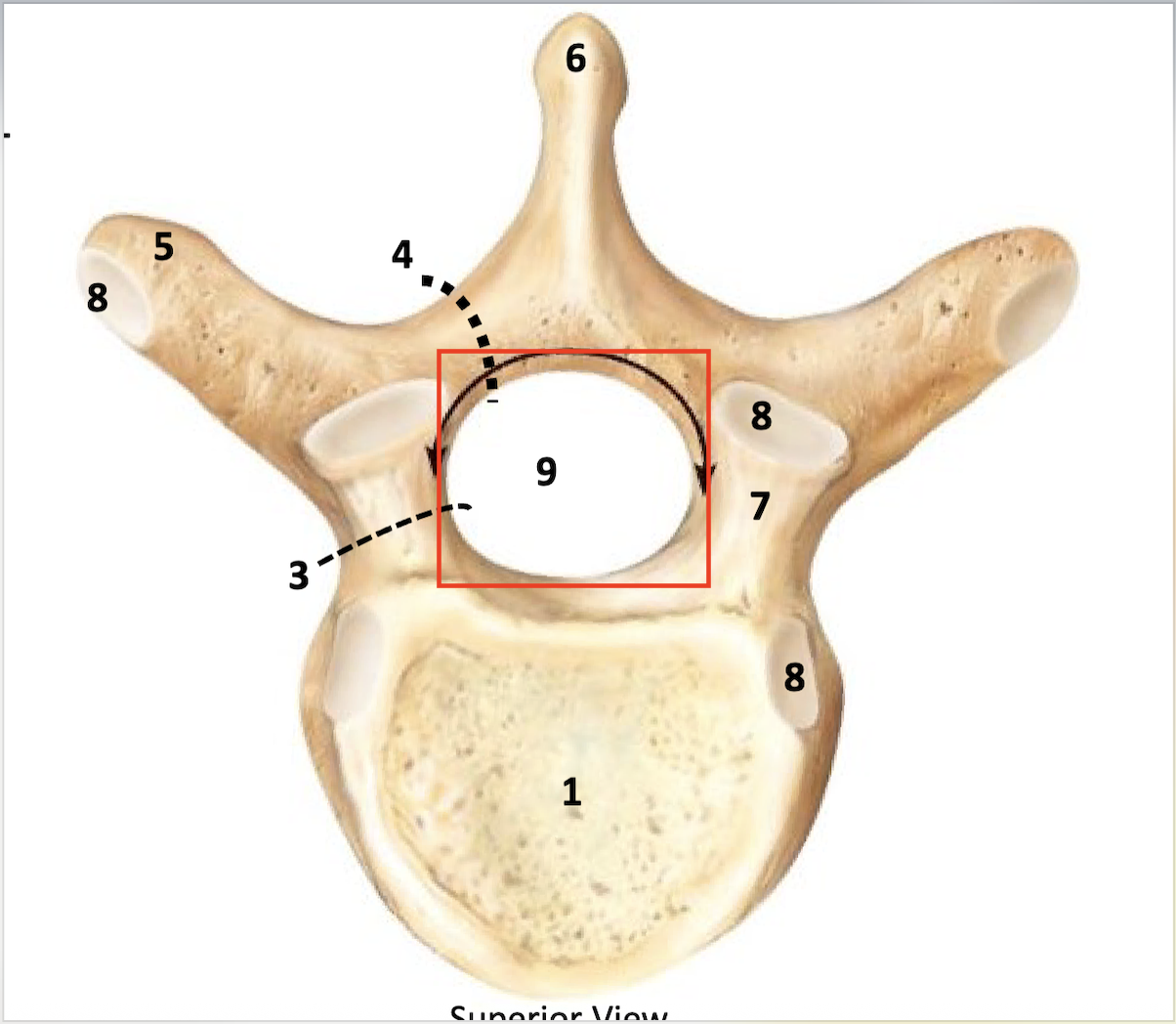 <p>provides opening for spinal cord to pass through</p>